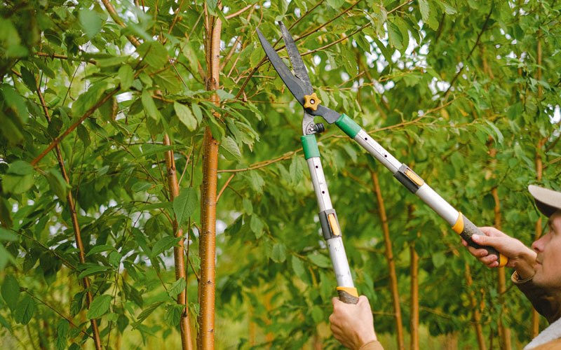 Tree trimming in Tuscola, TX