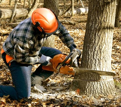 Tree Removal in Tuscola, TX